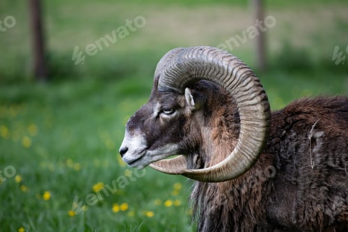 Preview: European mouflon with beautiful horns