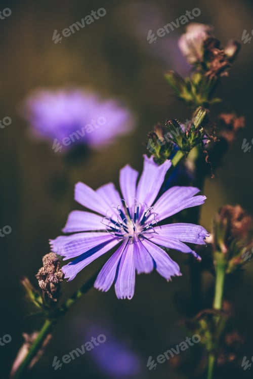 Preview: Flower of common chicory