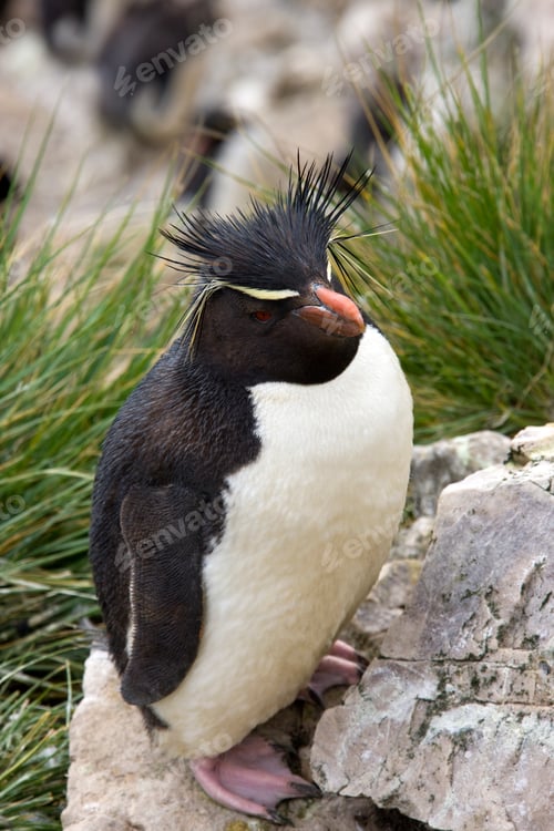 Preview: Rockhopper Penguin - Falkland Islands