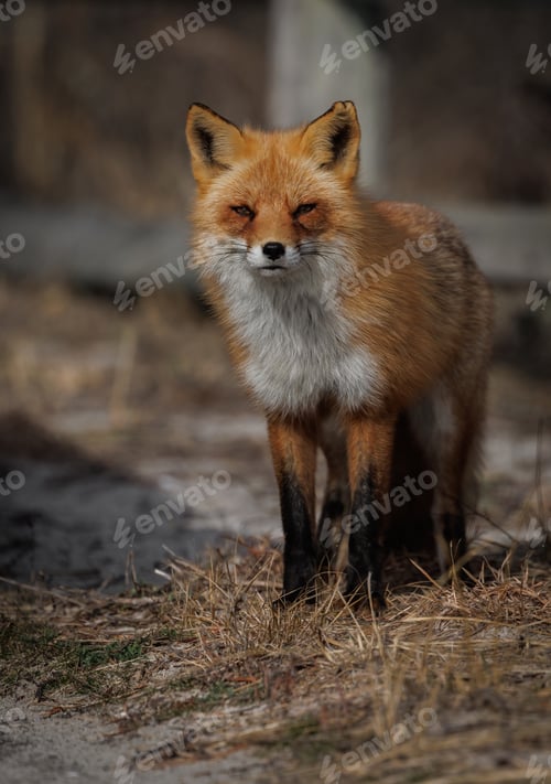 Preview: A Red Fox on the Beach