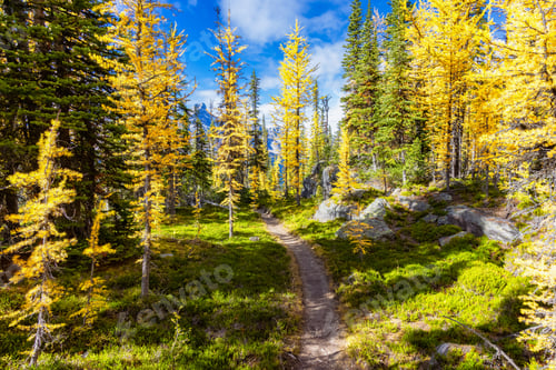 Preview: Scenic Hiking Trail in the woods with Yellow Larches Trees and Canadian Rocky Mountains