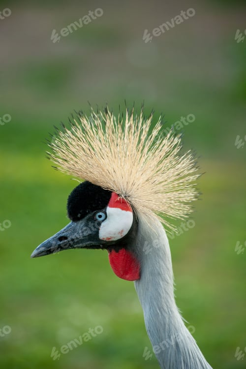 Preview: Grey crowned crane bird perched atop a lush green grassy terrain
