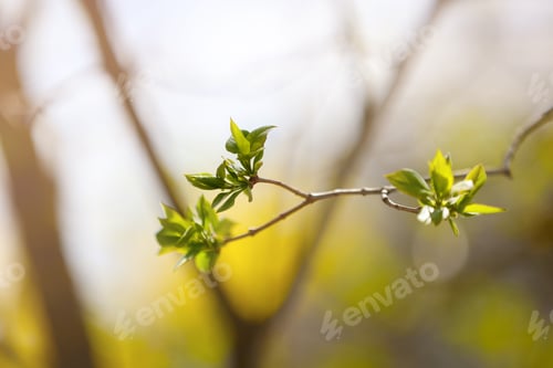 Preview: close up of young leaves on tree branch in nature in spring. spring blooming fruit tree in