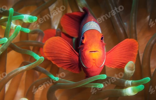 Preview: Colorful sea life underwater, shallow underwater seascape