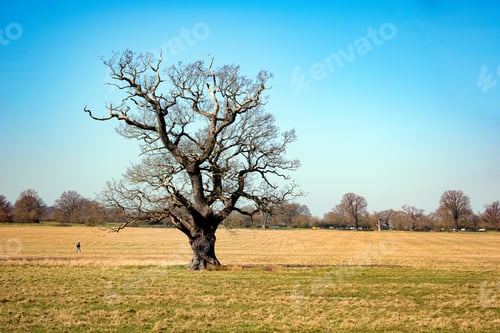 Preview: A large lonely tree with bare branches