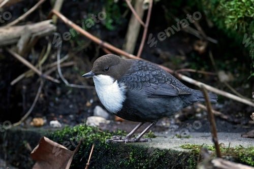 Preview: White-throated dipper (Cinclus cinclus)