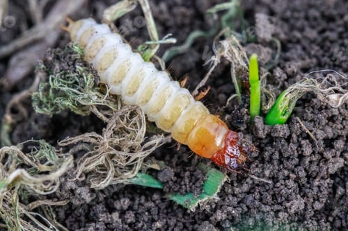 Preview: Larva of Zabrus tenebrioides Goeze is a species of black ground beetle Carabidae