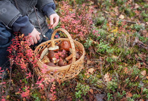 Preview: Person holding full basket of wild mushrooms in autumn forest
