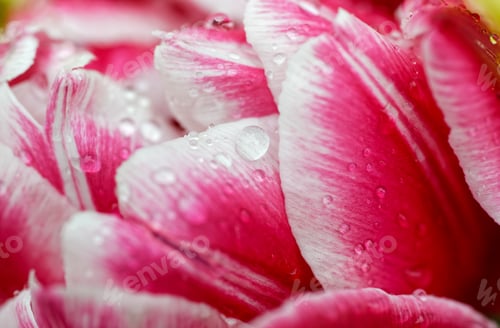 Preview: Raindrops on pink tulip petals