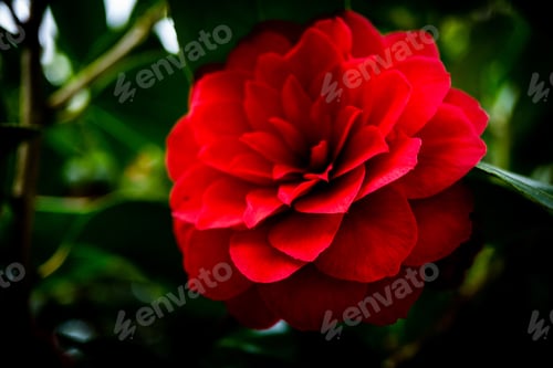 Preview: Rose close upon