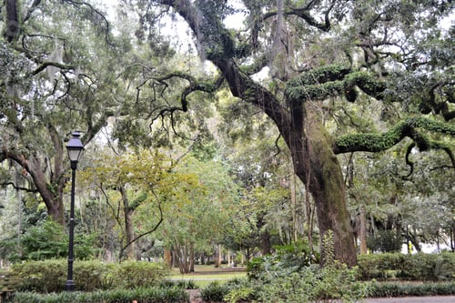 Preview: Savanna Georgia historical park of a tree with Spanish moss greenery