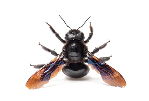 Preview: Carpenter bee Xylocopa insect species on white background
