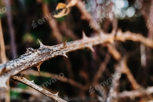 Preview: Thorny shrub to protect against voracious animals.