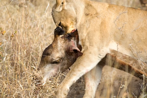 Preview: Lion in the wild