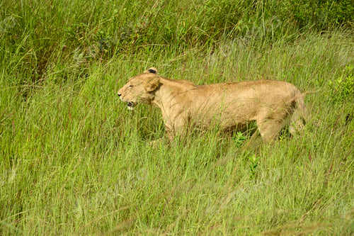 Preview: Lions roaming in Tanzania green savanah
