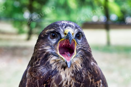 Preview: Portrait of common buzzard (Buteo buteo)