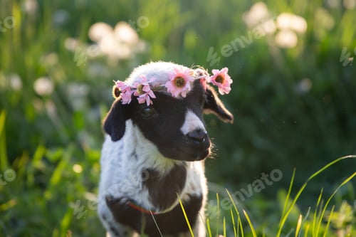 Preview: Beautiful baby lamb with flower wreath in magic light