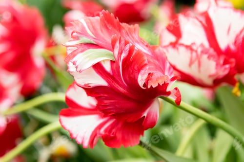 Preview: Red tulips flowers in the garden