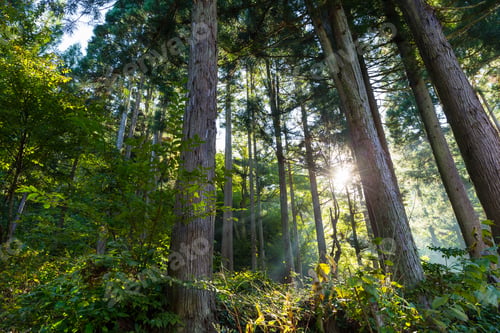 Preview: Forest with sunlight