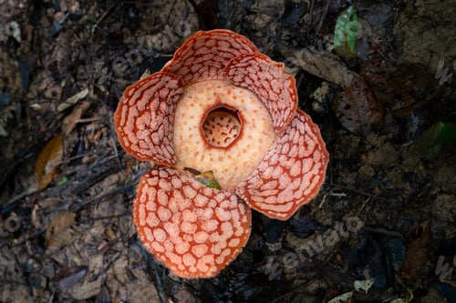 Preview: Rafflesia, the biggest flower in the world