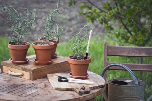 Preview: Potted Plants and Gardening Tools on Wooden Table