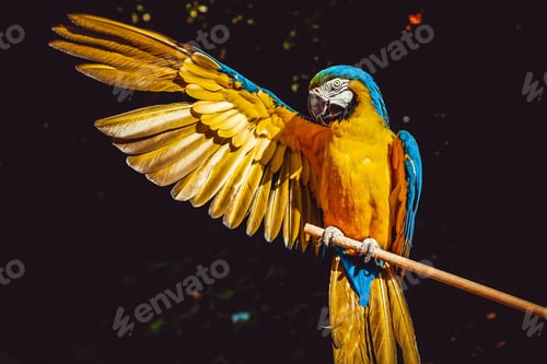 Preview: Exotic yellow and blue macaw parrot on a branch with its wing out