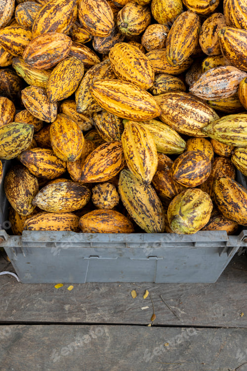 Visualização: Grãos de cacau e vagem de cacau em uma superfície de madeira.