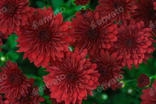 Preview: Beautiful Red Chrysanthemum Flowers In Full Autumn Bloom, Creating Bright Seasonal Floral Background
