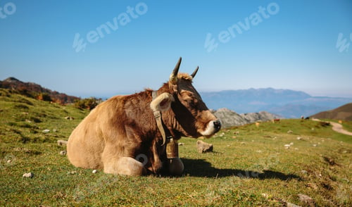 Preview: Cow resting lying on the grass