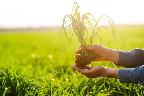 Preview: Young Green wheat seedlings in the hands of a farmer. Checking wheat field progress.