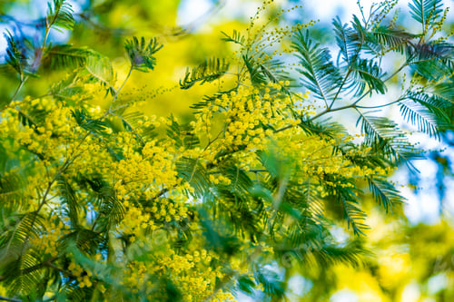 Preview: Blossoming of mimosa tree. yellow flowers in blooming