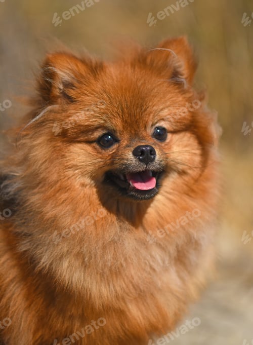 Preview: pomeranian spitz in nature