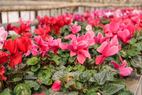 Preview: Many potted blooming flowers in greenhouse. Home gardening