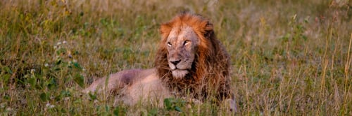Preview: Lion male and female pairing during sunset in South Africa Thanda Game reserve Kwazulu Natal