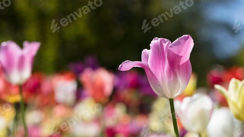 Preview: Tulips, petal, lovely, wallpaper, background