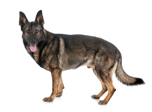 Preview: gray german shepherd