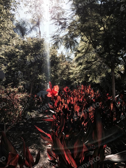 Preview: Sunlight coming through the trees