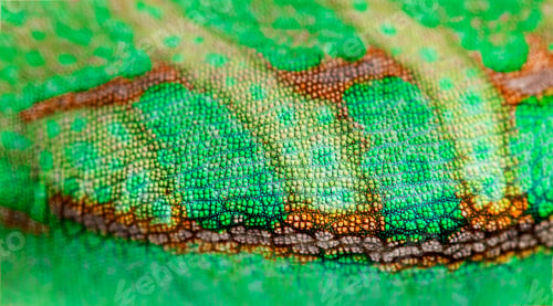 Preview: Macro, detail of a veiled chameleon skin and scales, Chamaeleo c