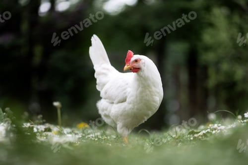 Preview: Free range white chicken leghorn breed
