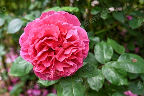 Preview: Pink Princess Margaret peony flower on green leaves background