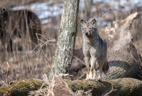 Preview: Wolf sit on a fallen tree in the forest up close. Wild animal in the natural habitat