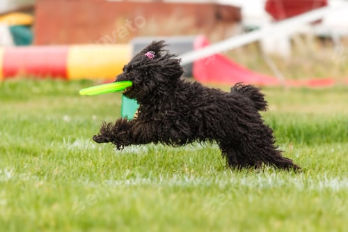 Preview: Dog catching flying disk in jump, pet playing outdoors in a park. sporting event, achievement in spo