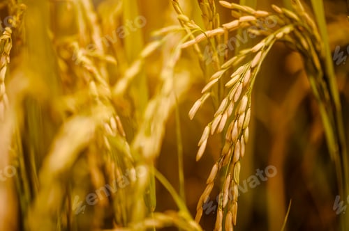 Preview: Close-up beautiful golden rice ears. The rice that is ready to be paddy