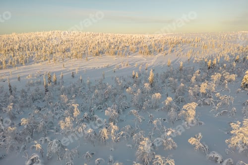 Preview: Winter background, snow-covered shrubs in a forest