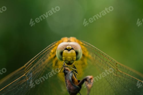 Preview: Close-up dragon fly wings facing downwards