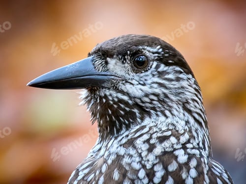 Preview: Spotted nutcracker (Nucifraga caryocatactes macrorhynchus)