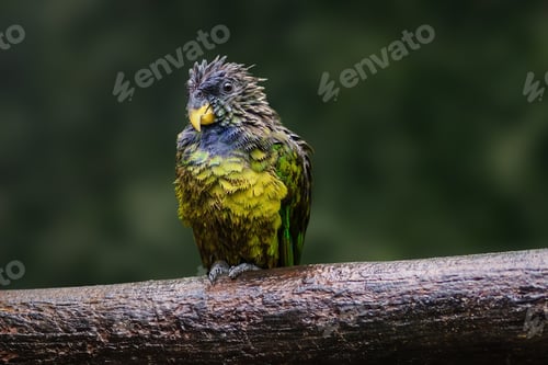 Preview: Soaking Wet Scaly-headed parrot (Pionus maximiliani)