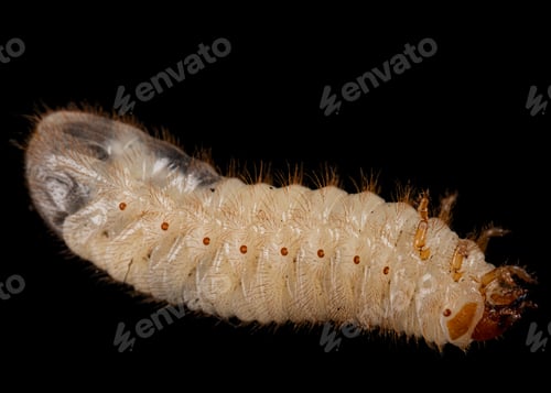 Preview: May beetle larvas, lat. Melolontha , Phyllophaga, isolated on black background