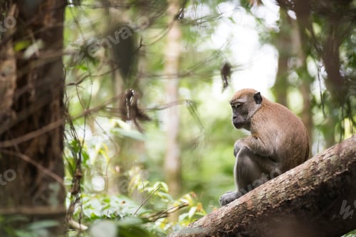 Preview: Long Tailed Macaque (Macaca Fascicularis) in the jungle at Bukit Lawang, Gunung Leuser National Park