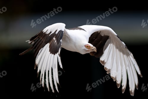 Preview: Close-up of a Palm vulture eagle (Gypohierax angolensis) in flight on a dark background
